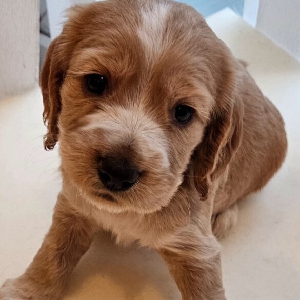 Cocker Spaniel (Working &amp; Show) - Both