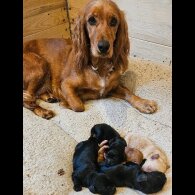 Cocker Spaniel (Working &amp; Show) - Both