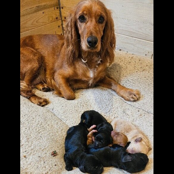 Cocker Spaniel (Working &amp; Show) - Both