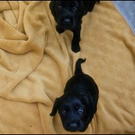 Cocker Spaniel (Working &amp; Show) - Both
