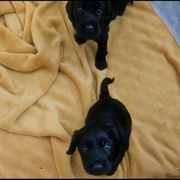 Cocker Spaniel (Working &amp; Show) - Both
