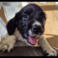 English Springer Spaniel - Dogs