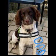 English Springer Spaniel - Dogs