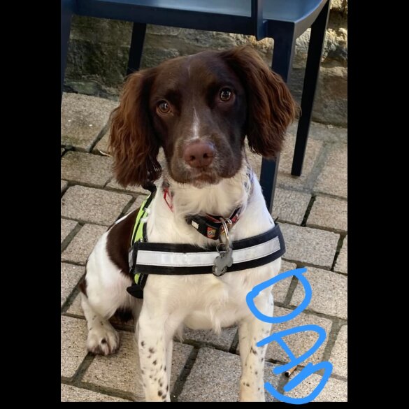 English Springer Spaniel - Dogs