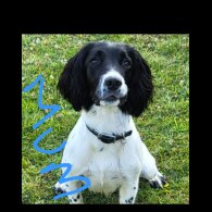 English Springer Spaniel - Dogs