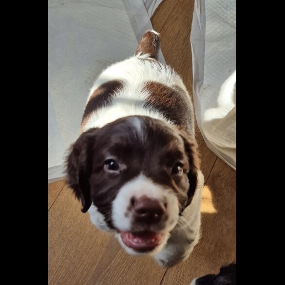 English Springer Spaniel - Dogs