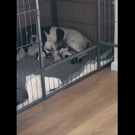 English Springer Spaniel - Dogs