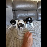 English Springer Spaniel - Dogs