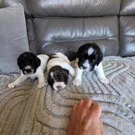 English Springer Spaniel - Dogs