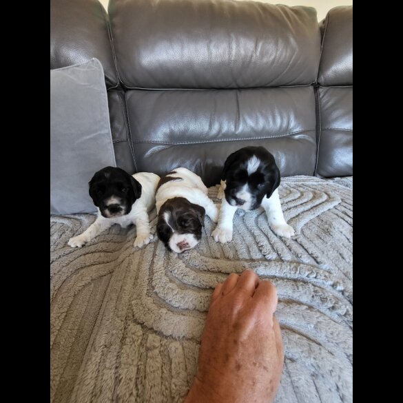 English Springer Spaniel - Dogs
