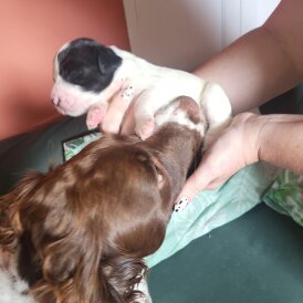 Sprocker Spaniel - Both