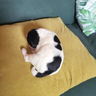 Sprocker Spaniel - Both