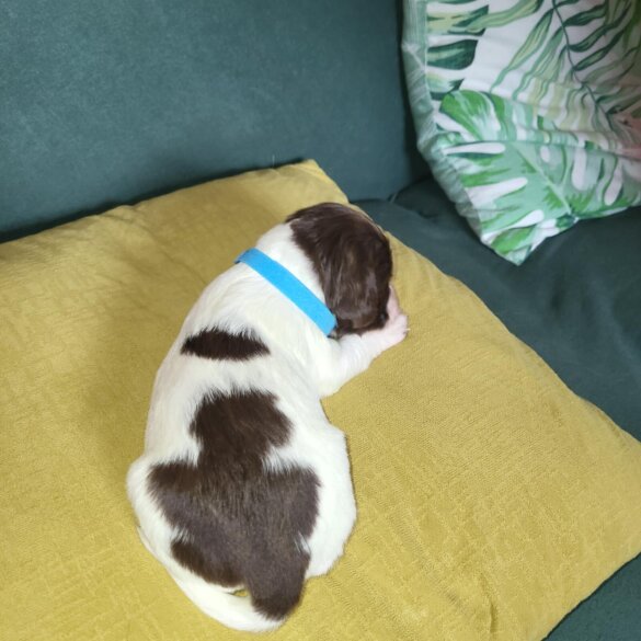 Sprocker Spaniel - Both