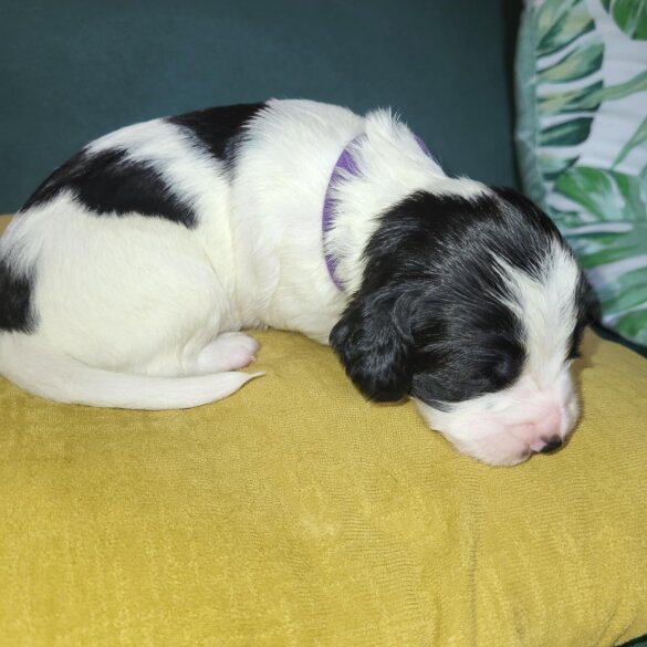Sprocker Spaniel - Both