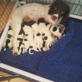 Sprocker Spaniel - Both