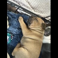 Staffordshire Bull Terrier - Both