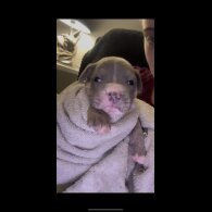 Staffordshire Bull Terrier - Both