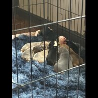 Staffordshire Bull Terrier - Both