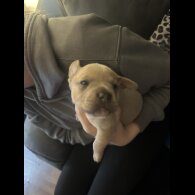 Staffordshire Bull Terrier - Both