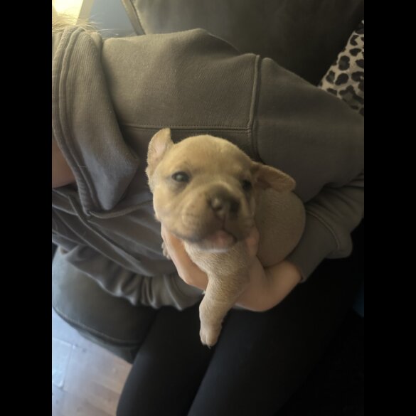 Staffordshire Bull Terrier - Both