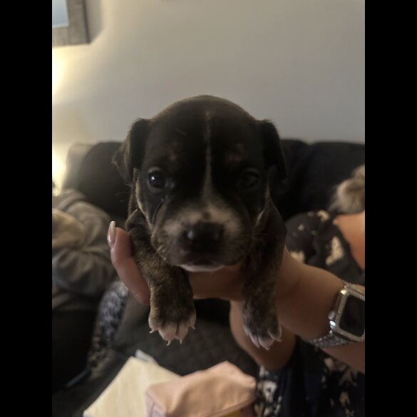 Staffordshire Bull Terrier - Both