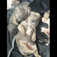 Staffordshire Bull Terrier - Both