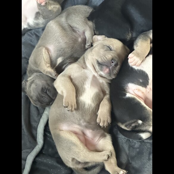 Staffordshire Bull Terrier - Both