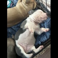 Staffordshire Bull Terrier - Both