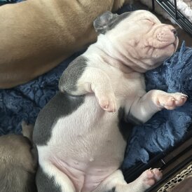 Staffordshire Bull Terrier - Both