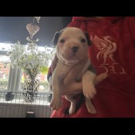 Staffordshire Bull Terrier - Both