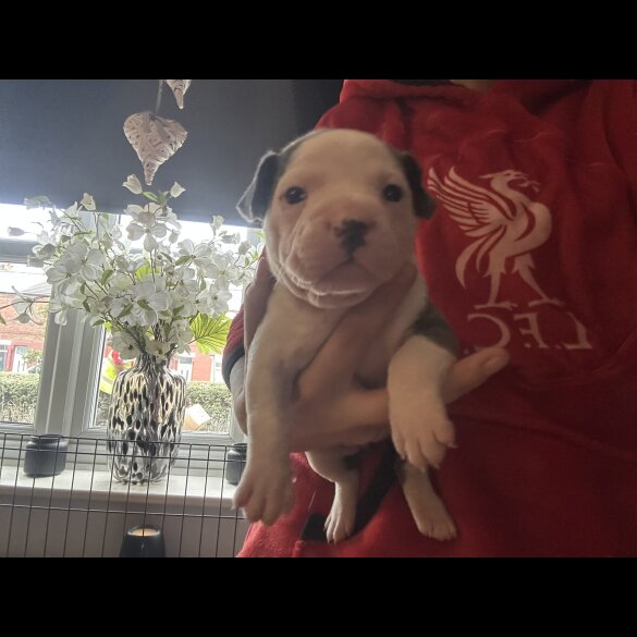 Staffordshire Bull Terrier - Both