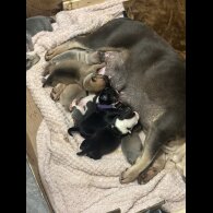 Staffordshire Bull Terrier - Both