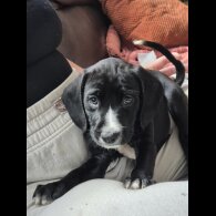 Staffordshire Bull Terrier - Both