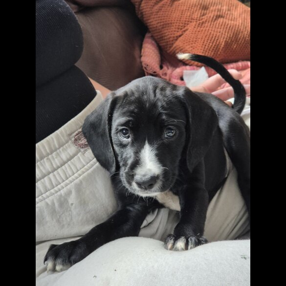 Staffordshire Bull Terrier - Both