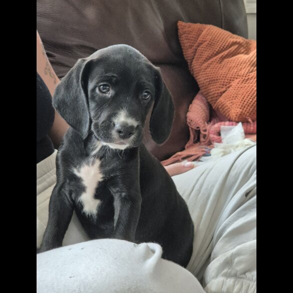 Staffordshire Bull Terrier - Both
