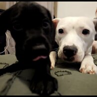 Staffordshire Bull Terrier - Both