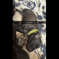 Staffordshire Bull Terrier - Both