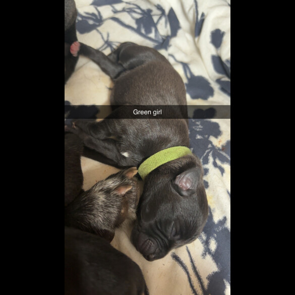 Staffordshire Bull Terrier - Both