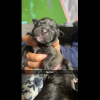 Staffordshire Bull Terrier - Both