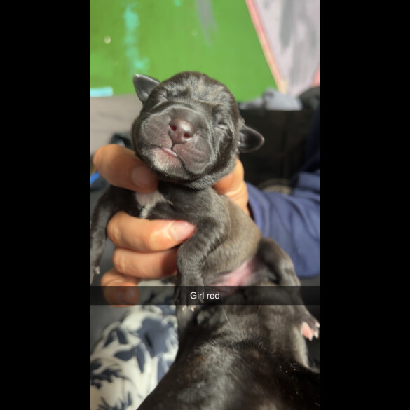 Staffordshire Bull Terrier - Both
