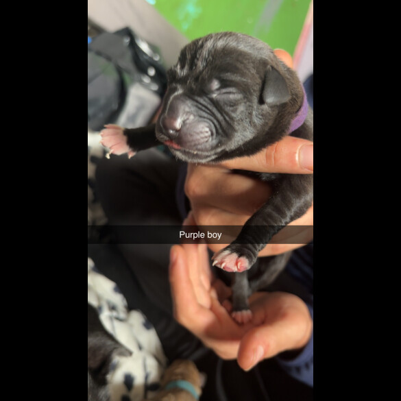 Staffordshire Bull Terrier - Both