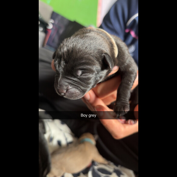 Staffordshire Bull Terrier - Both