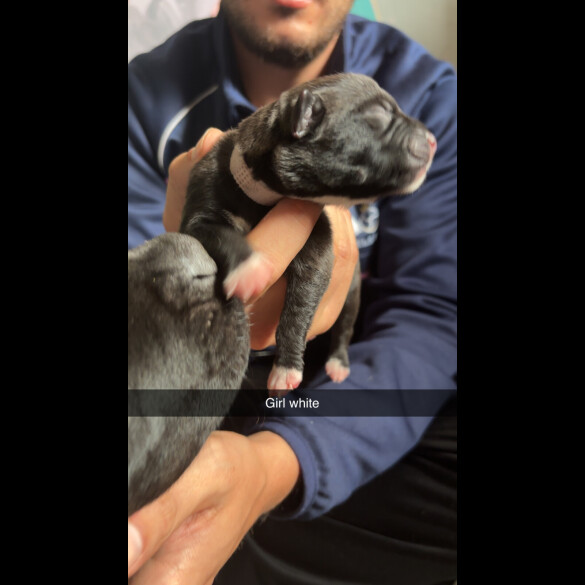 Staffordshire Bull Terrier - Both