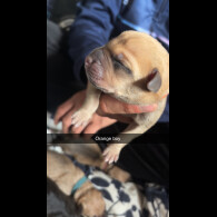 Staffordshire Bull Terrier - Both