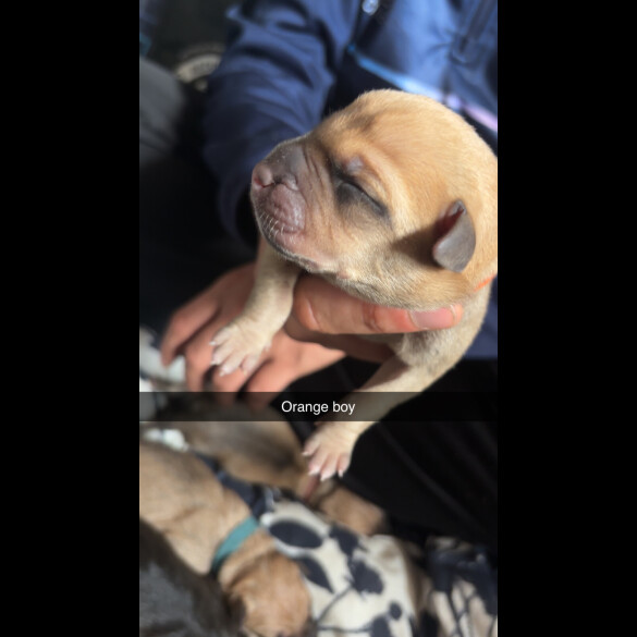 Staffordshire Bull Terrier - Both