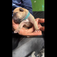 Staffordshire Bull Terrier - Both
