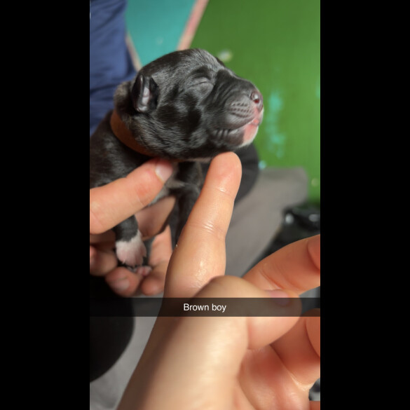 Staffordshire Bull Terrier - Both
