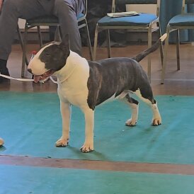 Bull Terrier
