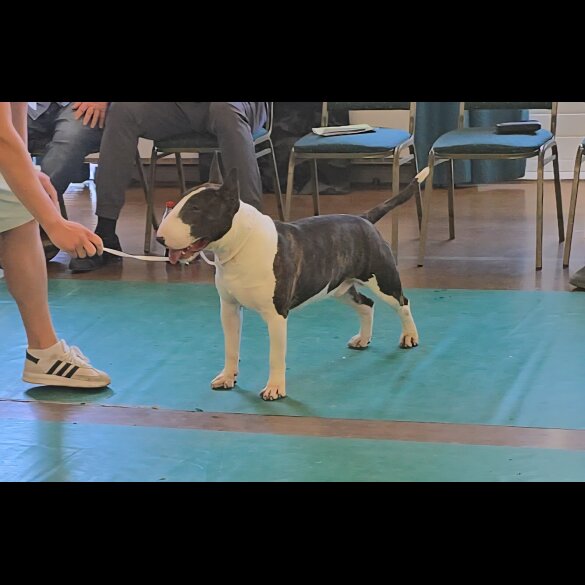 Bull Terrier
