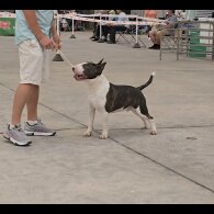 Bull Terrier